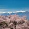 木曽山脈と高遠の桜