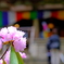 室生寺シャクナゲ