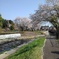 桜のトンネルと川の景色（4月14日）