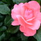 pinkのバラ2