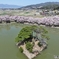 六道の堤桜