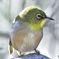 野山の鳥  メジ君