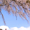 天空の地蔵桜