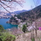 桜の奥多摩湖2