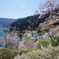 桜の奥多摩湖3