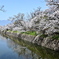 松本城外堀と桜