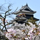 桜と松本城