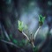 芽吹きの緑