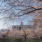 松川の桜と塔のある建物