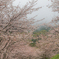 霧雨の春
