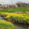 春の河原