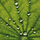 Jewels on the leaf of the lotus
