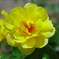 庭に咲く花65「薔薇②」