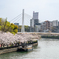 桜満開の大川沿い #05