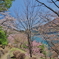 桜の奥多摩湖5