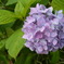 あじさい２