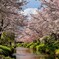 忍野の桜