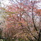 豊平川　桜の杜２