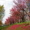 豊平川　桜の杜３