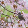 桜とヒヨドリ