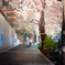 夜桜トンネル