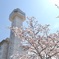 Skyward Asahi and cherry blossoms
