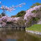 今年の桜は彦根城　＃3