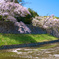 今年の桜は彦根城　＃4