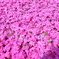 お写ん歩　芝桜