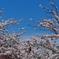 豊平川桜の杜-2