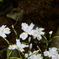里山歩き　シャガの花