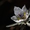 Spring Epemeral  1