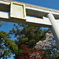 鳥居と桜