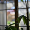 Green Leaves