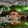 夜桜-浮御堂