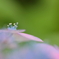 梅雨の妖精