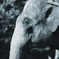 A_P_005