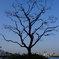 港湾施設に宿る樹木
