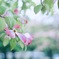 雨と薄紅の繧繝（うんげん）