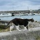 海辺のツンデレ猫さん