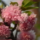 4月の最後の八重桜