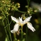 イチハツ　白花