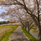 北谷川 桜並木 3