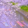 桜彩る五条川