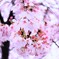 桜ぐるぐる