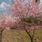３月末に見れた桜は河津桜１