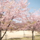 ３月末に見れた桜は河津桜２