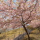 ３月末に見れた桜は河津桜３