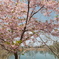 ３月末に見れた桜は河津桜４