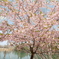 ３月末に見れた桜は河津桜５